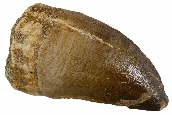 Fossil Mosasaur (Thalassotitan) Tooth - Morocco #345099